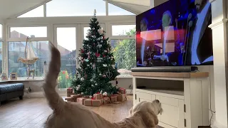 Opera Dog Singing Christmas Songs Part 2