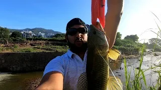 Using BREAD To Catch BAIT For HAND LINE Fishing For Wolf Fish (HURI) - Trinidad, Caribbean