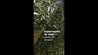 EXPERIMENTO DE RIEGO EN OLIVOS DE SECANO