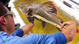 MASSIVE Fish RESCUE For My AQUARIUM