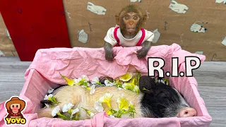 The process of monkey YiYi taking care of Un In until his passed away