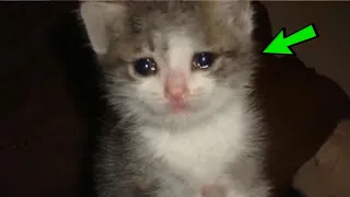 The kitten did not stop crying in the shelter, suddenly he heard a familiar voice!