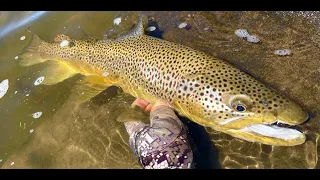 POV: Highland Gold - Fly Fishing in Tasmania for Beautiful Brown Trout