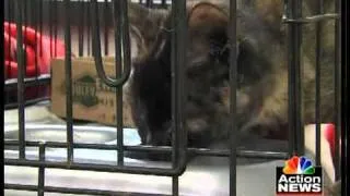 Cats rescued from hoarding situation