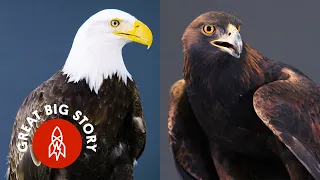 Everything You Didn’t Know About Eagles