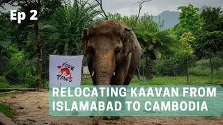 Kaavan Relocation From Islamabad to Cambodia - Kaavan Health Checkup - Ep2