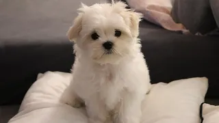 Cutest Maltese puppy - Funny first week at new home 🏠