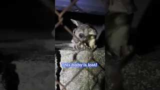 Help! A Baby Brushtail Possum's Lost! | Dodo Kids