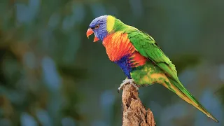 Nature Sounds/Bird Sounds- Australian Rainbow Lorikeet 4 K Video