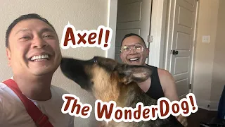 The German Shepherd in the Family | The Mel Martinez Channel