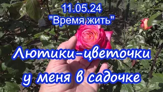 11.05.24  ⏳ Лютики цветочки  ⌛