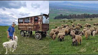 7 URSI AU VENIT LA STANA LUI IONUT,APARATA DE CAINI CIOBANESTI. COLIBA IN CARE DORM CIOBANII.