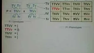 Genetics: Dihybrid Cross: 03