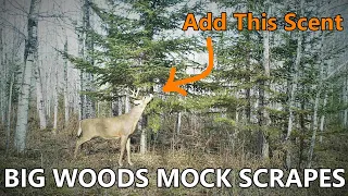 Best Mock Scrape Scent [Big Woods Bucks]