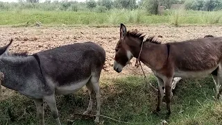 donkey Ka New vlog 19 Aug, 2023