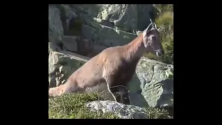 The eagle attacked the mountain goat. /Wildlife