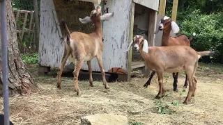 Hay feeder for goats