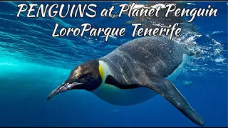 FUNNY SMART CUTE PENGUINS at Planet Penguin - Loro Parque Tenerife