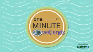 One Minute Wetlands - Salt Water Intrusion