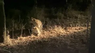 Impala runs straight into mating leopards