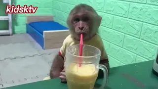 A MONKEY Harvests Corn to Make Smoothies for The GOAT