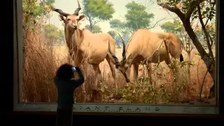 Treasures of New York: American Museum of Natural History