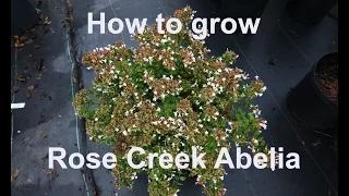 How to grow Rose Creek Abelia with detailed description