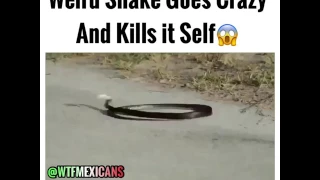 Weird Snake Goes Crazy And Kills it Self😱