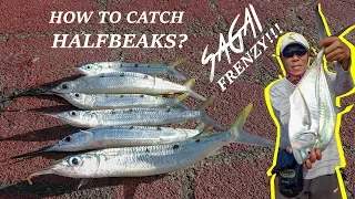 Bedok Jetty Fishing: HalfBeak Fishing / Sagai Feeding Frenzy