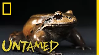 See the Frog With a Special Thumb Used While Mating | Untamed