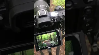 Polarising filter effect on woodland photography #shorts