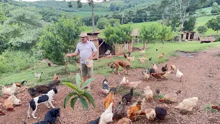 UM SÍTIO COM GRANDE VARIEDADE DE ANIMAIS E FRUTIFERAS - MARIO PEGORARO