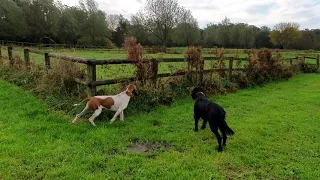 Bella (Bracco Italiano ) and  Bella (Gordon Setter) point and flush pheasant.