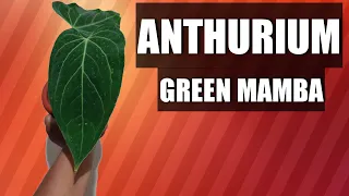 Anthurium Green Mamba | Hybrid Plants