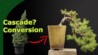 Turn a cheap Christmas tree into a Cascade Bonsai !