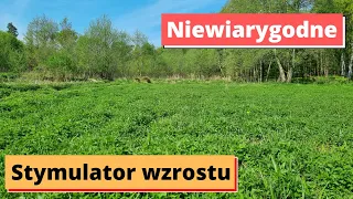 Gnojówka z pokrzyw najważniejsza. Dlaczego