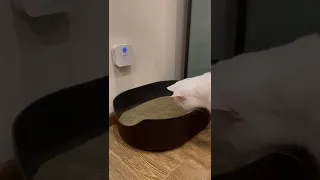 умный очиститель запаха кошки