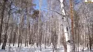 Семья Бровченко. Папу заслали в зимний лес по  грибы и живицу :)))