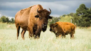 How to start your own Bison herd!