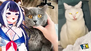 Shylily Reacts To Silly Cat Videos for the right audience | The Daily Dose of Shylily