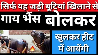 पशु को हीट में लाने का देसी फॉर्मूला | heat problem solution in animals