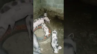 pigs getting bigger
