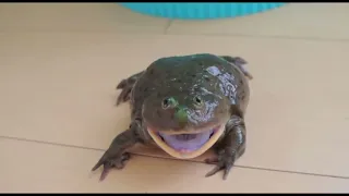 Frog’s On a Budget | Funny Budgett’s Frog Compilation