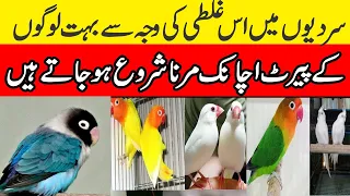 Birds Sudden Death Reasons | Srdio me is ghlti ki waja sy parrot achank mrnay lg jaty hai😶