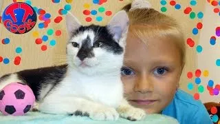 Наши Кошки и Коты Видео для Детей Котенок Смешные Животные для Детей Funny Cats and Kittens