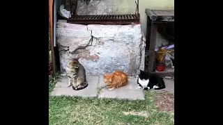 КОТИКИ ЗЕВАЮТ ПО ОЧЕРЕДИ! ВСЕМ СПАСИБО ЗА ВНИМАНИЕ  😹