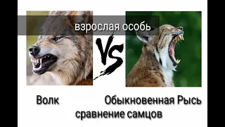 Волк против Обыкновенный рысь (кто же выйграет?) ч.о.обьязательно