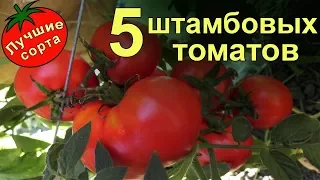 Штамбовые урожайные томаты (лучшие сорта томатов)