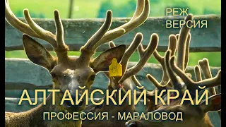 Алтай, мараловоды. Режиссерская версия.