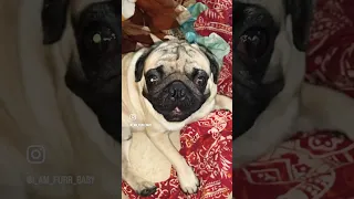 Funny and cute pug puppy videos that will change your mood for good in 2023 | #youtubeshorts